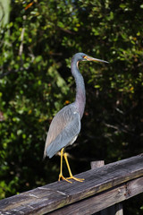 Heron Neck Extended
