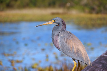 Heron 