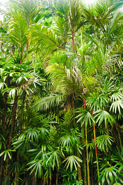 Lush Tropical Foliage