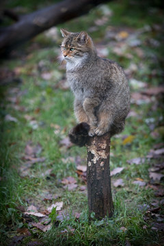 Wildkatze sitzt auf Baum