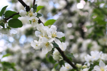 flower apple tree macro