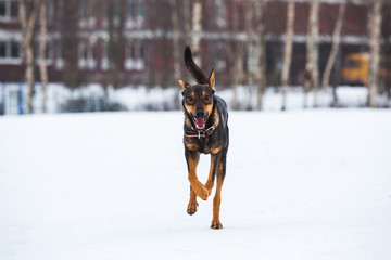 Portrait of beautiful dog, running at camera