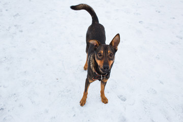Portrait of beautiful black dog, looking aside, sitting in a meadow