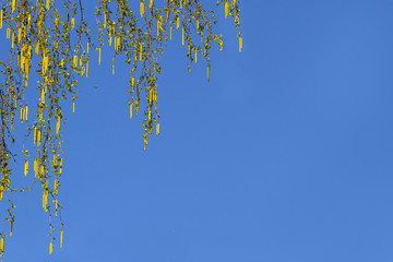 Birch branches with catkins against spring sky . Birch buds to blossom . Close Up spring birch branches . Horizontal background .