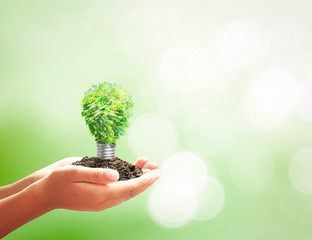 World environment day concept: Human hand holding light bulb of tree on blurred nature background