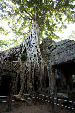 Tomb Raider Tree in Ta Prohm Temple, Temples of Angkor, Cambodia