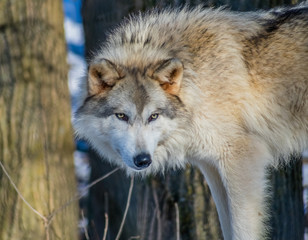 Gray Wolf Looking For Meat