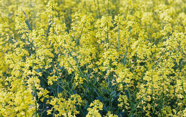 Landscape is summer. Green trees and grass in a countryside land