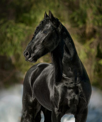 Fototapeta na wymiar Friesian horse portrait