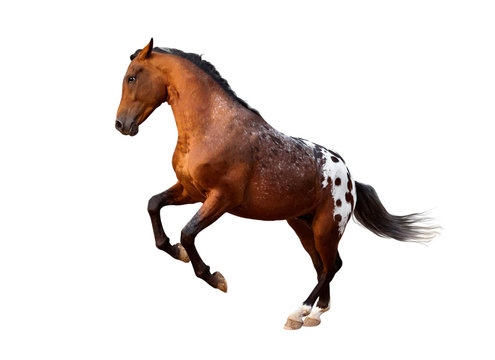 running free appaloosa horse isolated on white background