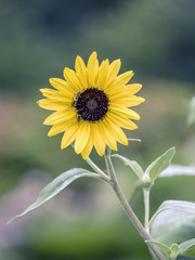 Helianthus or sunflowers