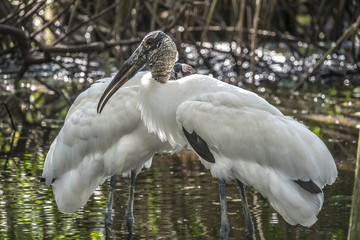 Wood stork, Mycteria americana