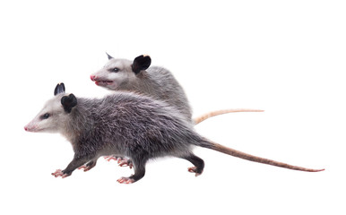 Two American possums.  Virginia opossum (Didelphis virginiana). Isolated on white background