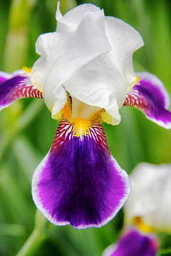 Purple Petals Of An Iris