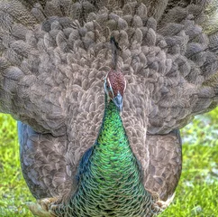 Crédence de cuisine en verre imprimé Paon Peafowl or peacock bird