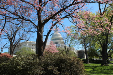 United States Capitol spring