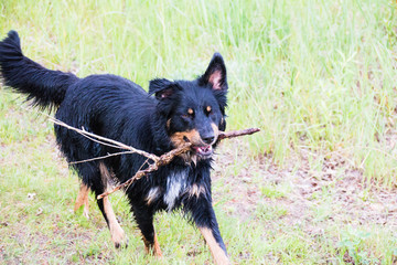 border collie belgischer Schäferhund Mix schwarz braun border collie belgian shepherd mix black brown