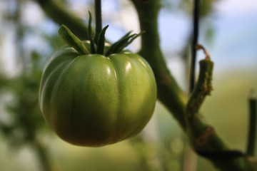 tomatoes on a branch green gardening