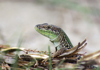 Italian wall lizard (Podarcis sicula)