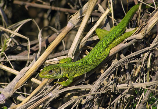 Western green lizard (Lacerta bilineata)