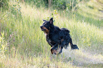 border collie belgischer Schäferhund Mix schwarz braun border collie belgian shepherd mix black...