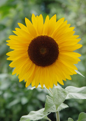 Blooming sunflower