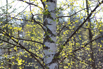 fresh spring leaves on a tree