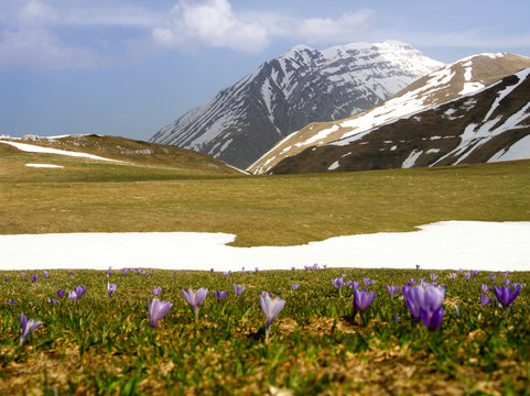 High mountain meadow covered in snow and crocuses, Abruzzo, Italy © Nina Niebuhr