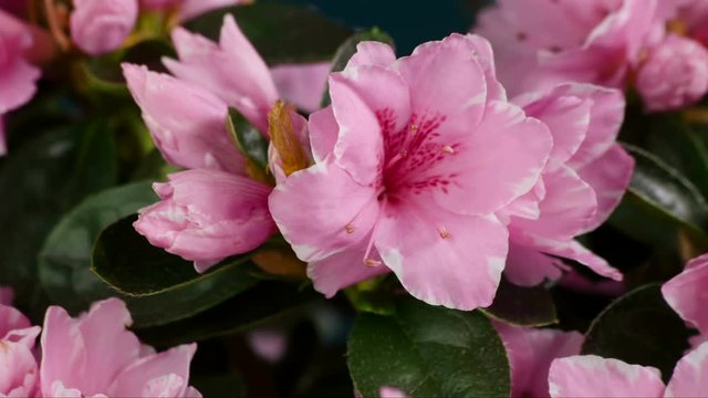 Pink Azalea Flower Blooming Time-Lapse Rododendron Flowering and Opening