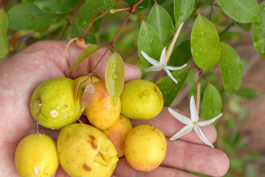 Tropical fruits - speciosa