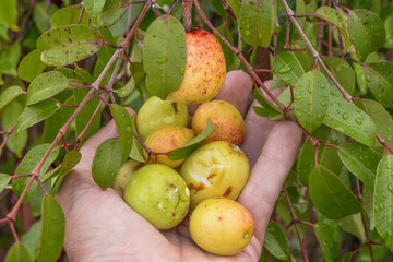 Hancornia speciosa (Mangabas) 