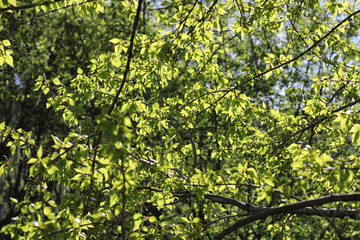 Fototapeta na wymiar Spring nature. Leaves and bushes with the first green leaves in 