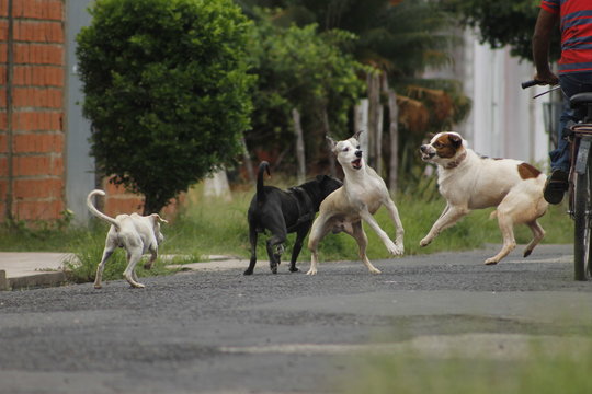 Cachorros brigando 