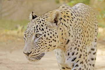 leopard walking in search of food