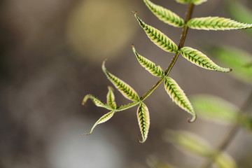 Obraz premium Spring nature. Leaves and bushes with the first green leaves in 