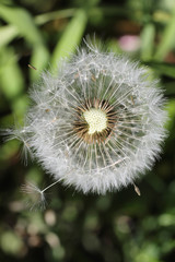 Spring nature. Leaves and bushes with the first green leaves in 