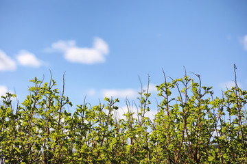 Spring nature. Leaves and bushes with the first green leaves in 