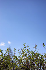 Spring nature. Leaves and bushes with the first green leaves in 