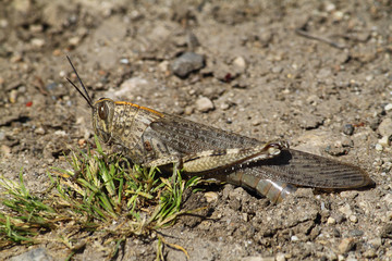 grasshopper
