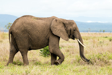 Fototapeta na wymiar African elephant in the savanna
