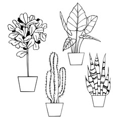 Hand drawn houseplants. Vector sketch  illustration.