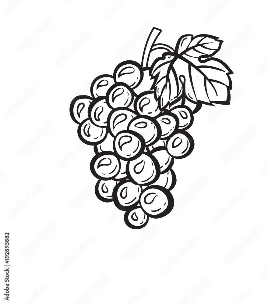 Poster cluster of grapes with leaf sketch icon for web, mobile and infographics. hand drawn cluster of grap