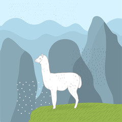 Lama in  mountains. White Alpaca. Vector illustration.