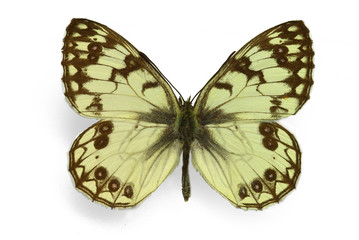 Melanargia arge, an endangered butterfly from Italy
