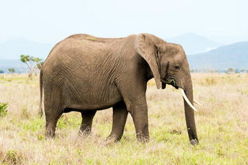 Naklejka na ściany i meble African elephant in the savanna