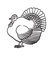 Thanksgiving day turkey sketch doodle icon for web, mobile and infographics. Hand drawn turkey vector icon isolated on white background.