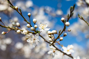 Weisse Blüten Kirsche Kirschblüten  endlich Frühling