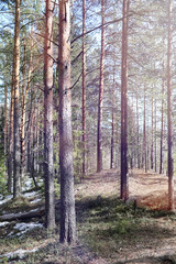 Fototapeta premium Pine forest in the beginning of spring under the snow. Forest un
