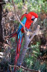 Parrot Ara sits on a branch