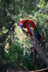 Parrot Ara sits on a branch
